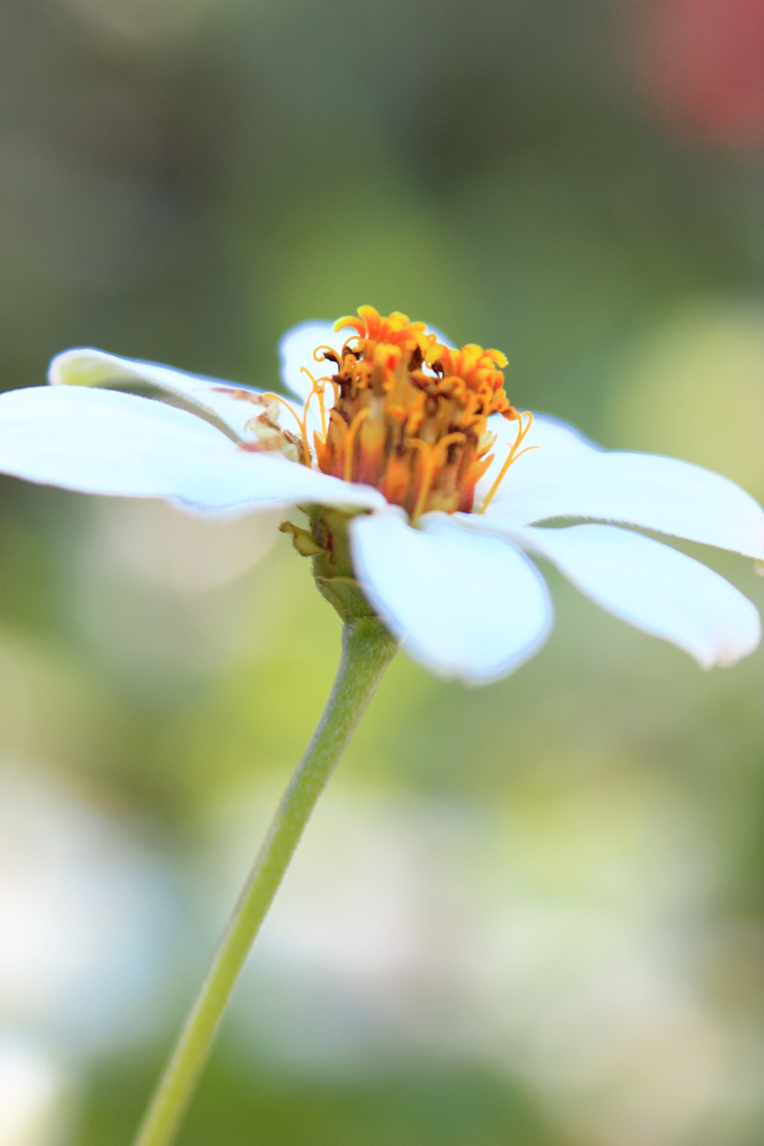 The White Arty Flower