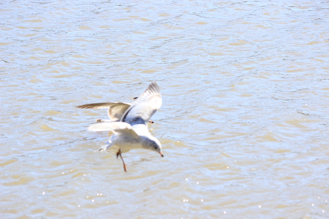 Seagulls taking Off